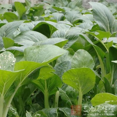 冬季养生菜1：小白菜