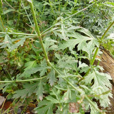 馬鞭草水煎液有一定鎮(zhèn)咳作用，其鎮(zhèn)咳的有效成分為β-谷甾醇和馬鞭草甙