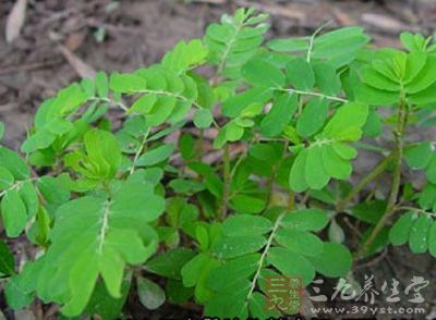 独脚柑_中药百科