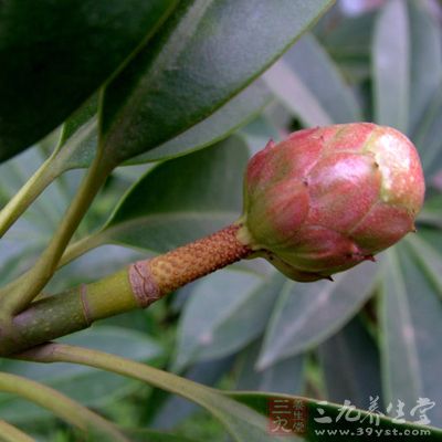 木莲果的药用价值与应用