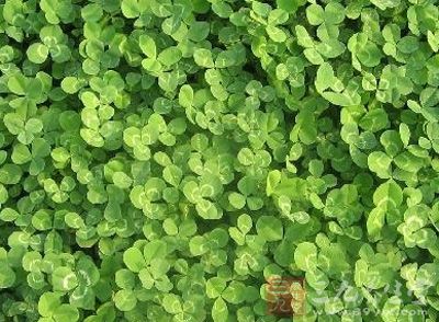 药性平. 药味甘. 【药 名】:钝叶草.图片