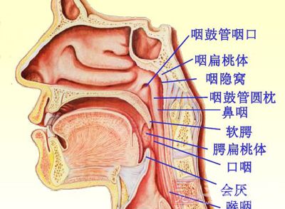 鼻咽癌是怎么引起的 鼻咽癌的症状与治疗