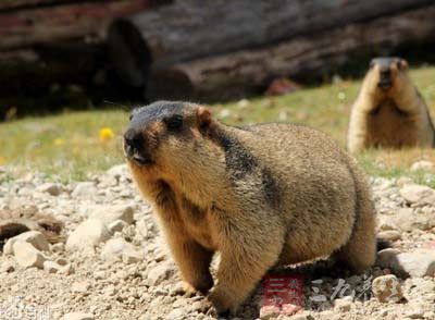雪猪油的药用价值与应用