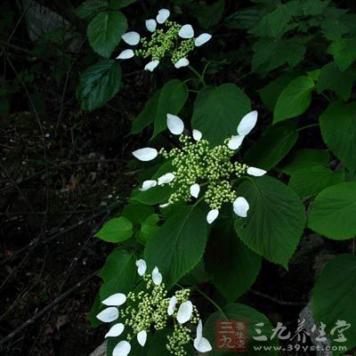 钻地风的药用价值与应用