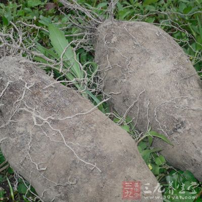 白薯、山芋、山药、藕、荸荠，都是这个时节适宜吃的食物