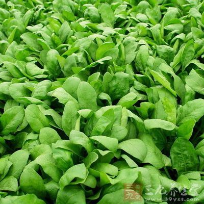 春季吃养肝的食物养生 春季吃养肝的食物养生