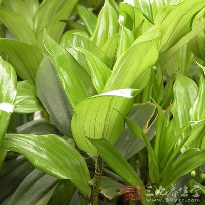 玉竹、百合各30克 玉竹、百合各30克