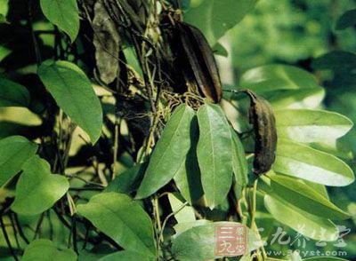 广防己的药用价值与应用