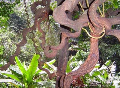 风尾草,马尾松(《湖南药物志》),猴子草,猴子尾巴,舒筋草,乌龙不过江