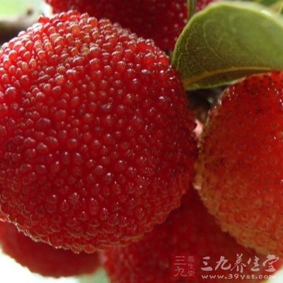 楊梅對大腸桿菌、痢疾桿菌等細(xì)菌有抑制作用