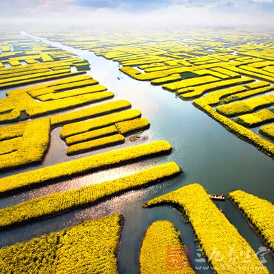 千岛菜花景区