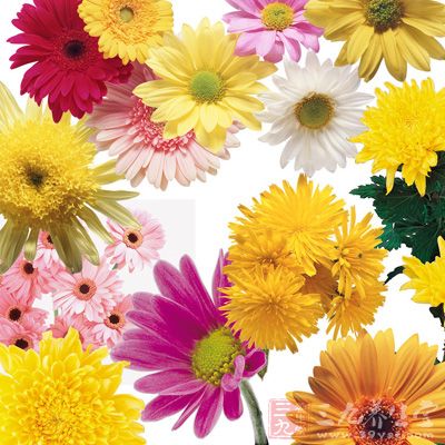 食疗方之六：菊槐绿茶饮