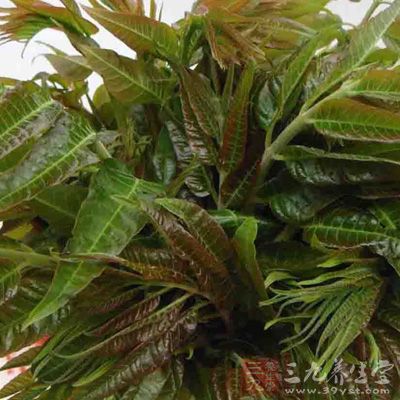 香椿清热解毒健胃 香椿清热解毒健胃