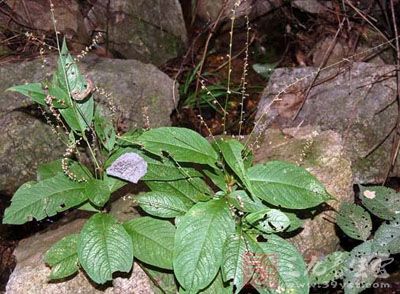 人字草,九盘龙(《广西中药志》),野蓼,一串红(江西《草药手册》)