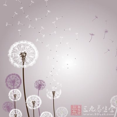 蒲公英又名婆婆丁 蒲公英又名婆婆丁