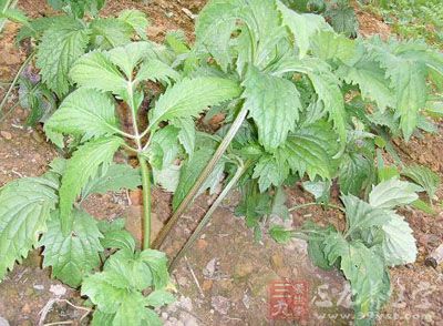 为菊科植物艾纳香的叶及嫩枝