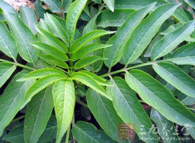 为菊科植物六耳铃的全草或叶