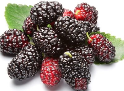 取500克桑椹(鲜者加倍)捣成泥状 取500克桑椹(鲜者加倍)捣成泥状