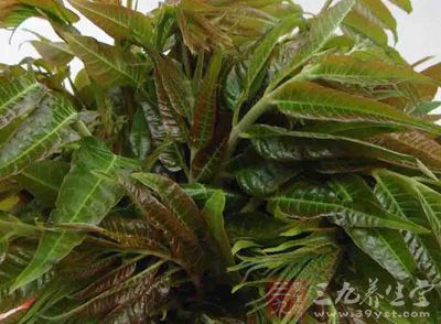 香椿是时令蔬菜