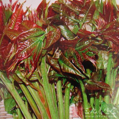 多吃香椿可预防女性不孕