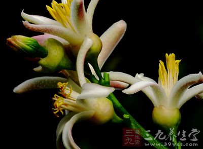 佛手花