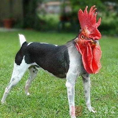 中央一号文件九年六次提转基因