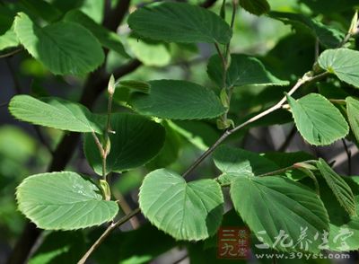 九龙根的药用价值与应用