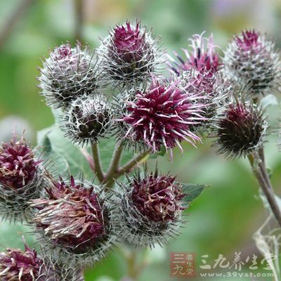 猫花的药用价值与应用