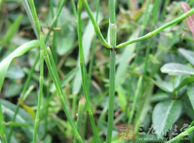 【别名】通气草(《草木便方》),眉毛草,土木贼(《分类草药性》),节