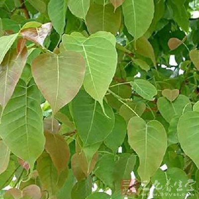 可利尿,分解脂肪,有助排出体内废物 可利尿,分解脂肪,有助排出体内废物