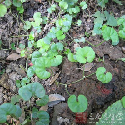 金钱草的药用价值是非常的高的