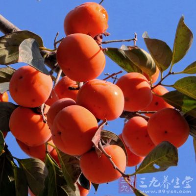 柿子也能有效治疗口腔溃疡 柿子也能有效治疗口腔溃疡
