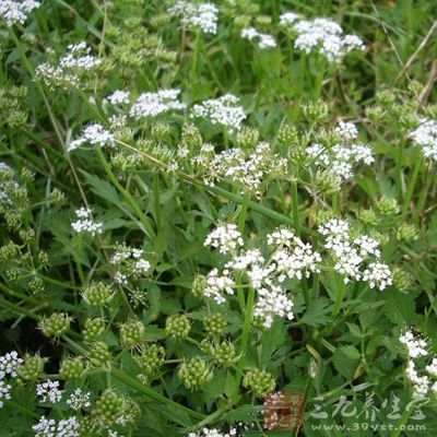 毒芹学名"cicuta douglasii",被美国农业部列为"北美地区毒性最强的