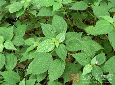 为荨麻科植物麻叶荨麻,狭叶荨麻等的全草