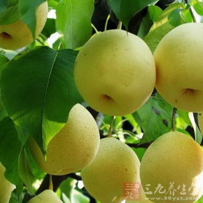 雪梨5个,川贝10克,冰糖适量 雪梨5个,川贝10克,冰糖适量