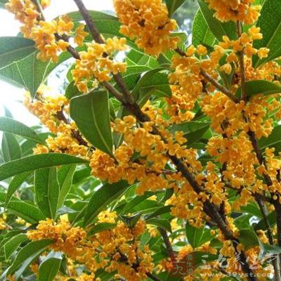 霜降时节-防喘饮食