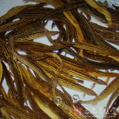 泥鳅：味甘性平，有暖中益气、清利小便、解毒收痔之功效
