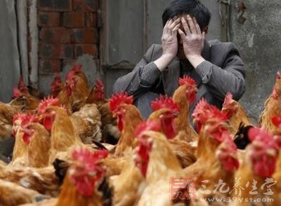 台湾男子载运2.59吨病死鸡 被疑与禽流感有关