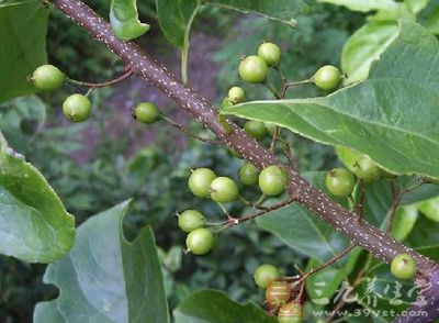 夹竹桃科植物杜仲藤或毛杜仲藤的茎或根