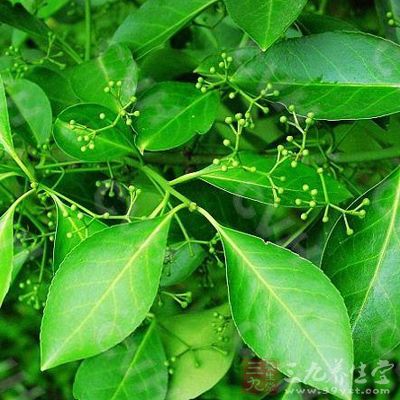 藤杜仲的药用价值与应用