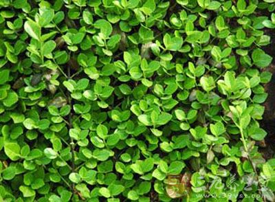 扶芳藤的药用价值与应用