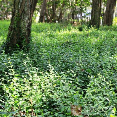 扶芳藤的药用价值与应用