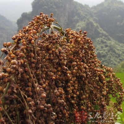 高粱米的性味甘涩，温，无毒