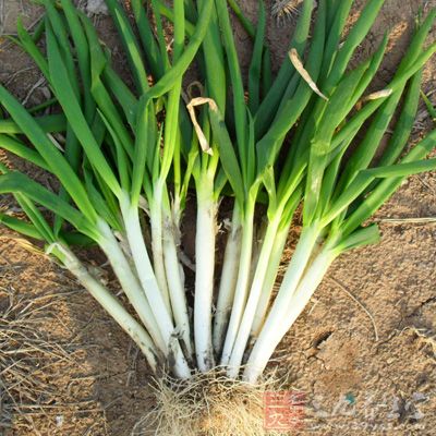 大葱“难吃”但可预防癌症 大葱“难吃”但可预防癌症