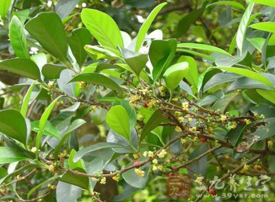 白秋铜盘(《浙江药用植物志》),青凿树(海南),狗骨子(台湾),三萼木