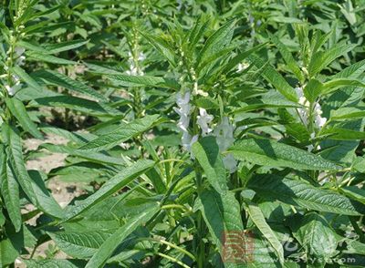 来源 为胡麻科植物脂麻的叶. 干燥的叶含脂麻甙0.3%. 药理作用