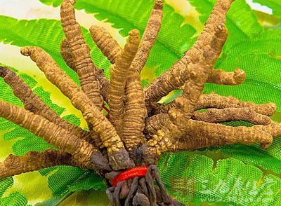 冬虫夏草:四季能服 冬虫夏草:四季能服