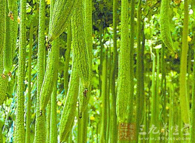 有清热解暑的功效