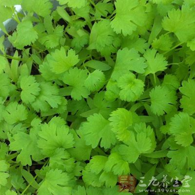 香菜预防骨质疏松