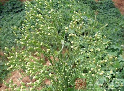 一枝蒿的药用价值与应用